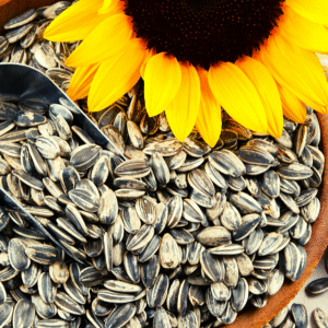 Sunflower seeds